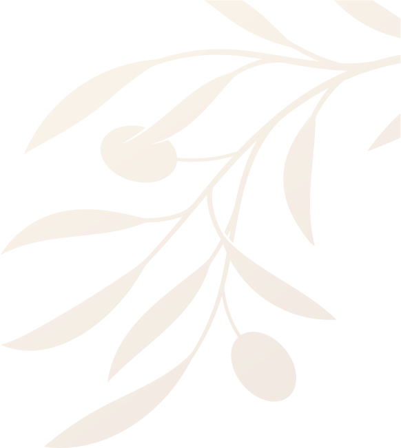 wurzeln thuja Lebensbaum Thuja Smaragd – Pflanzenoutlet Shop main image 1